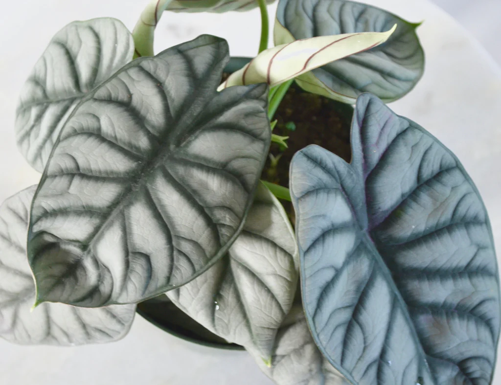 Alocasia Silver Dragon Care