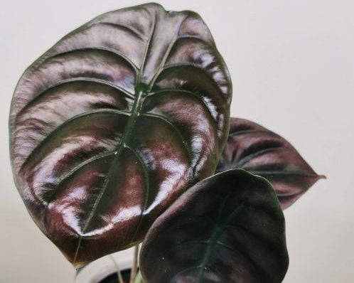 Alocasia Cuprea Care Tips