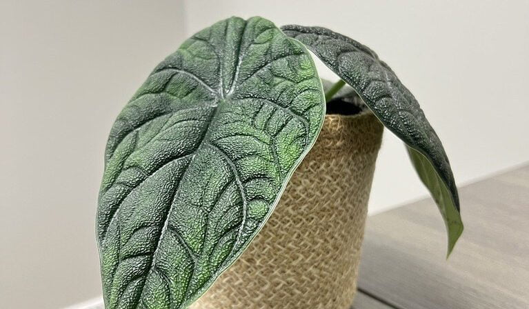 Alocasia Melo Care Tips