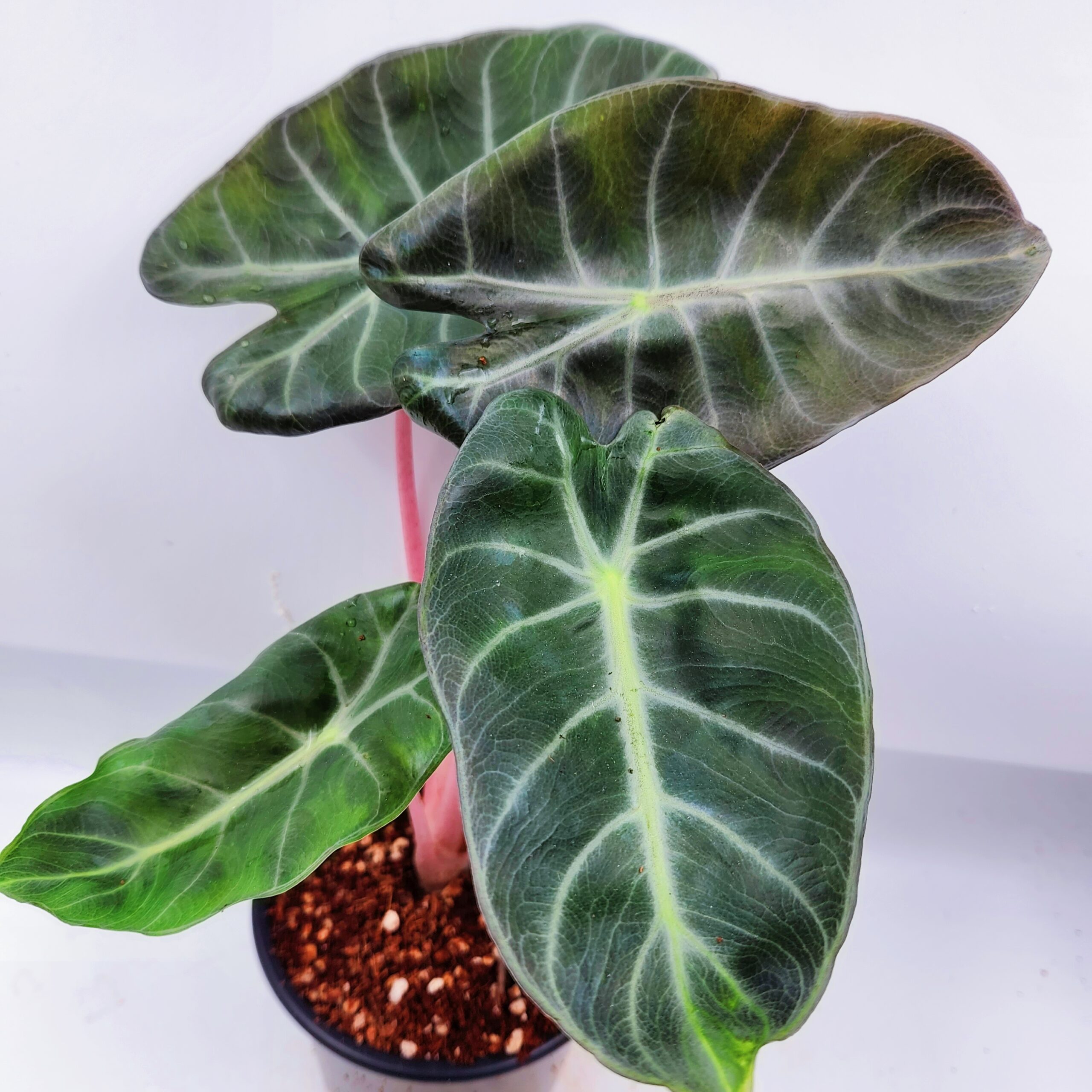 A Complete Guide to Alocasia Pink Dragon Care: Watering Tips and Tricks