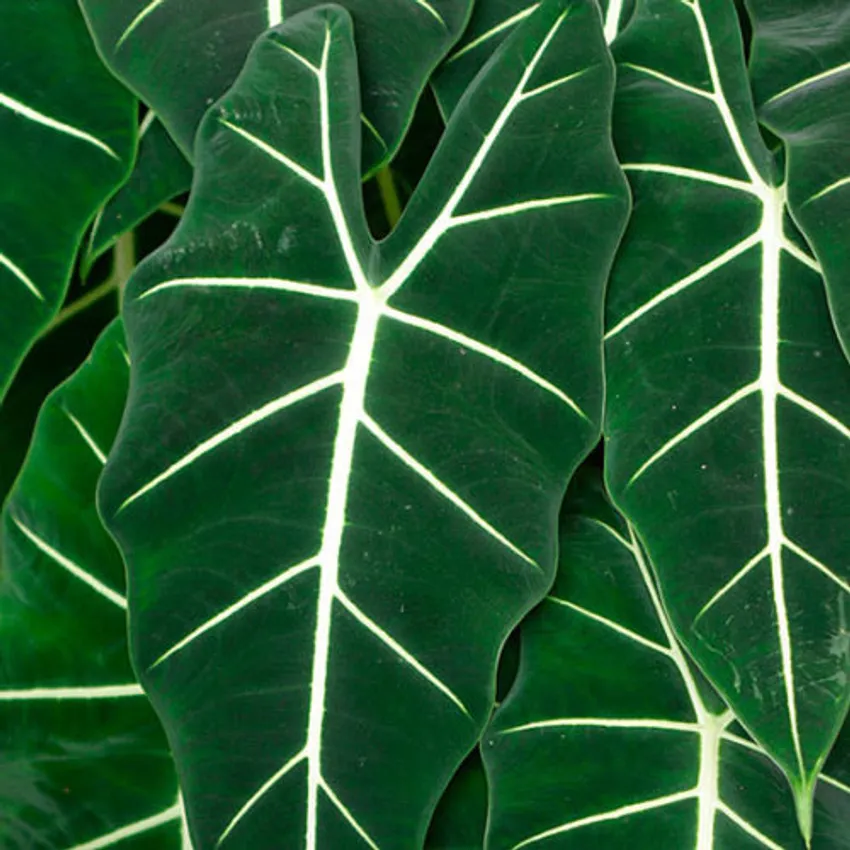 Alocasia Frydek, aka Green Velvet Alocasia