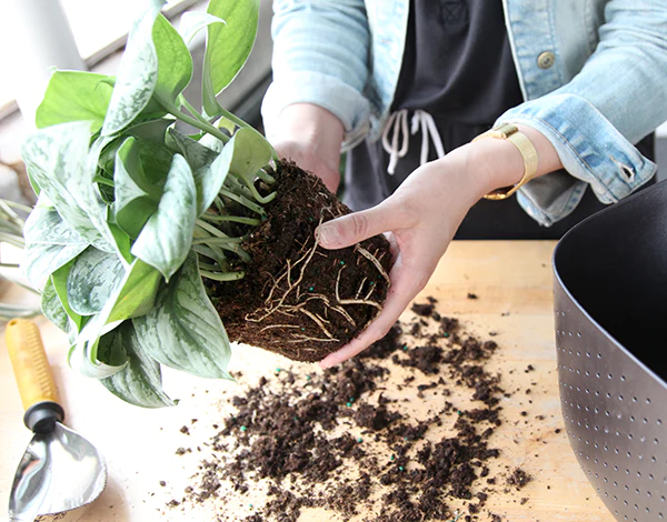 Indoor Plant Repotting