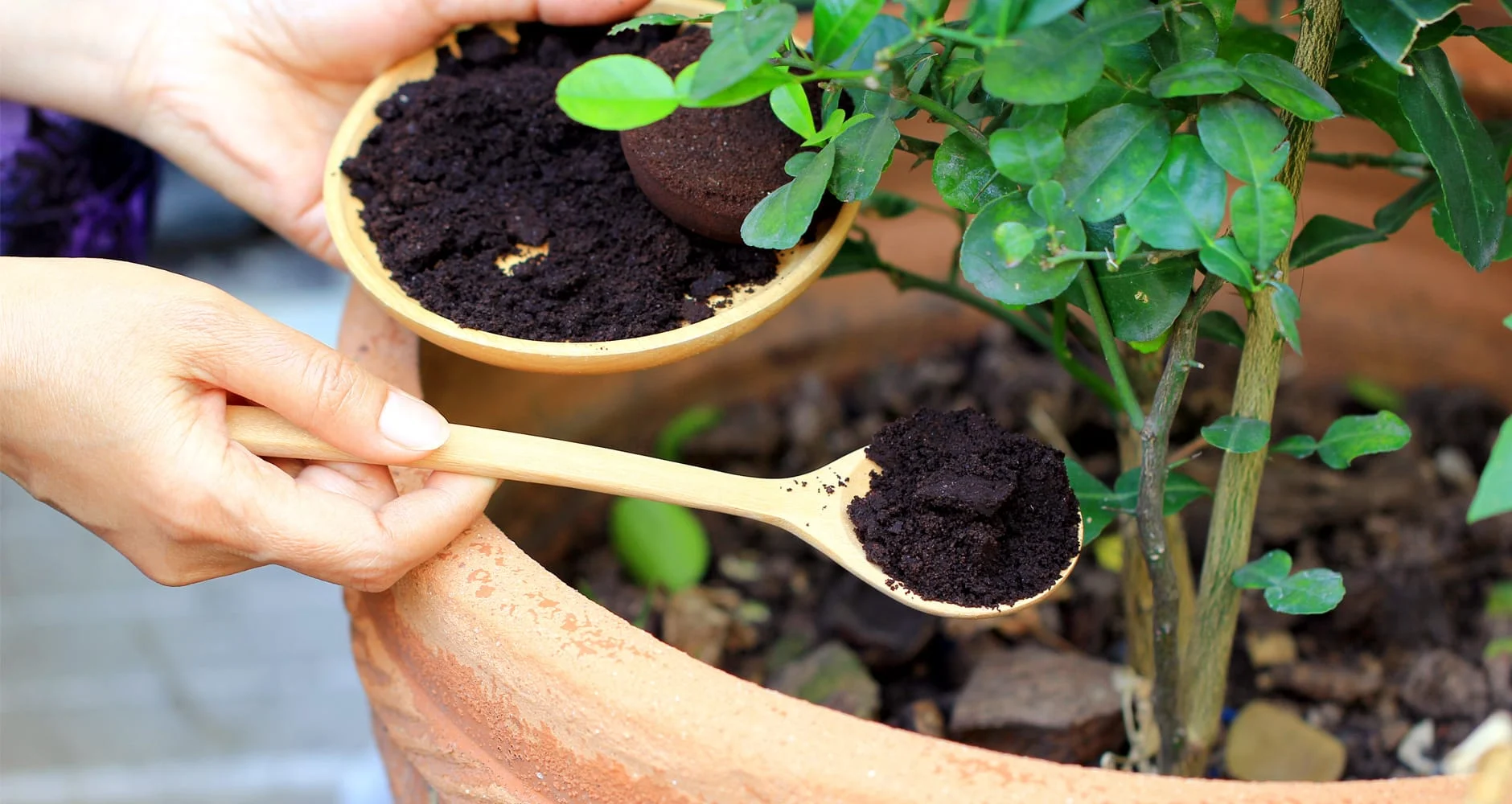 Fertilizing Indoor Plants During Winter